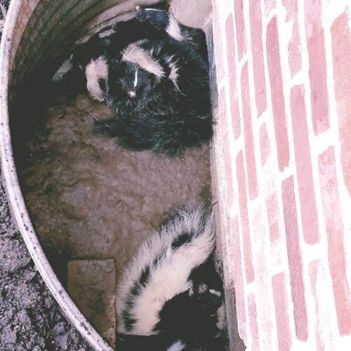 A Family of Skunks